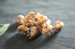 吃排骨和什么炖养胃?