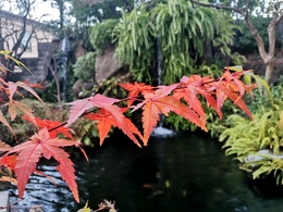 睡觉前吃核桃养胃吗?