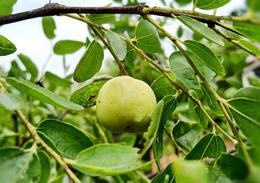空腹吃甜的腹瀉 甜食容易拉肚子嗎?