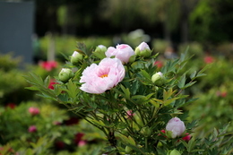 吃牛奶燕麦养胃吗? 牛奶泡燕麦对胃好吧