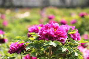 肠胃不好可以吃哪些野菜?春季这些野菜能养肠胃
