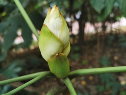 ŴС�׻���С�׳���θ С�׺�ŴС���ĸ���θ