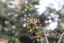 С���ӳԻ�ʳ��ʲô��θ?