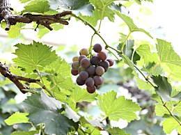 �﷦��ʲô�ܻ���?��Щʳ��������!