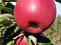 立秋后能不能吃苹果吗?