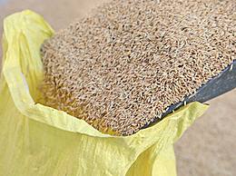 藜麦是什么膳食纤维？藜麦是不是粗纤维食物？