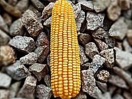 玉米含益生元比较高吗？
