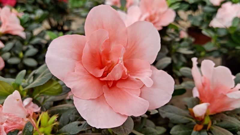 ���籭2022��ΧԤѡ��ֱ��