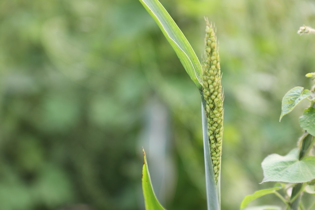 脾胃不好肚子胀气便秘怎么调理