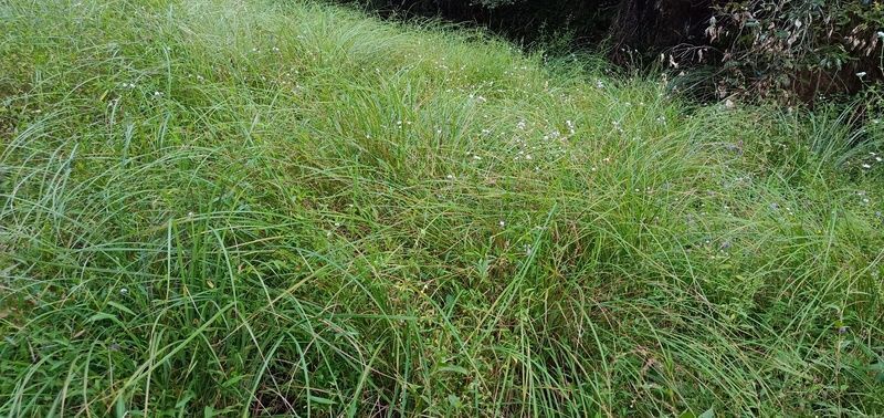 �����c��ʳ������Щ