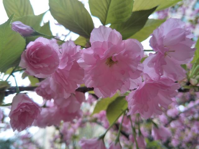 �ك���N�����ô����