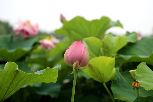 ���س�����Ļ����嵭��