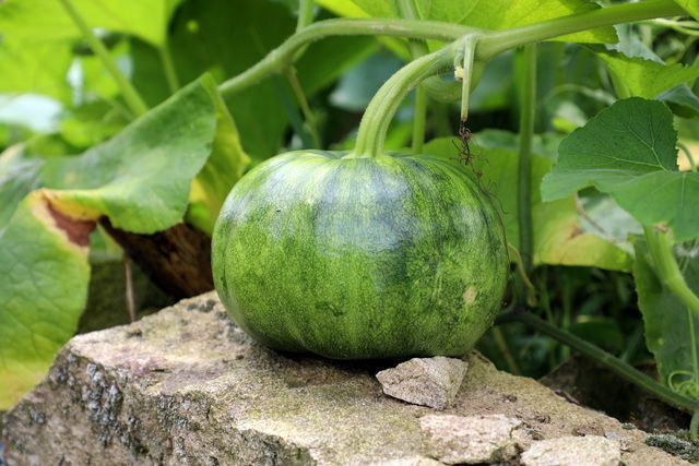 ��ή����θ�׺�����