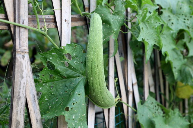 �����Ź���ô�շ��ó�