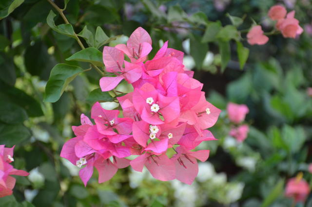 ��θ���óԻ�����