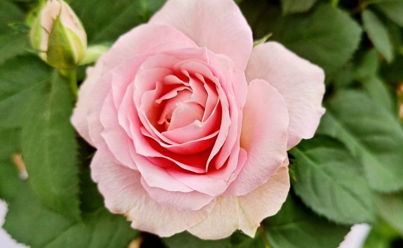 ���籭2022��ΧԤѡ��ֱ��