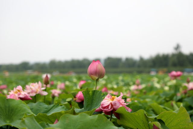 五十岁肠胃不好怎么调理