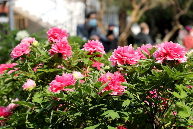 Ů���L�ڳ��y����Σ��