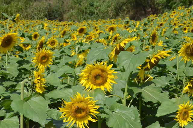 <a href=https://www.shuisutang.com.cn/ target=_blank class=infotextkey>水苏糖</a>