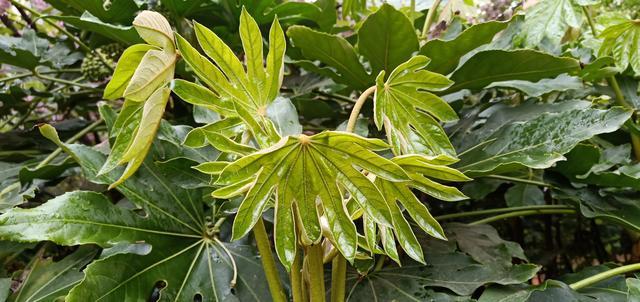 �c�����B�Æ�