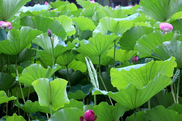 紅燒排骨怎么做爛而不柴