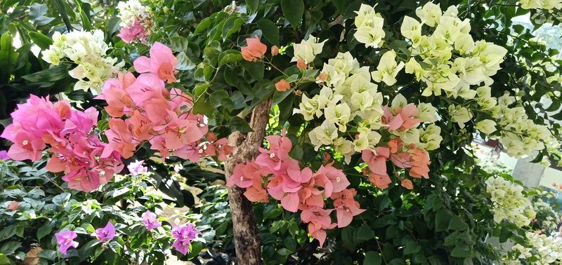 ���籭2022��ΧԤѡ��ֱ��