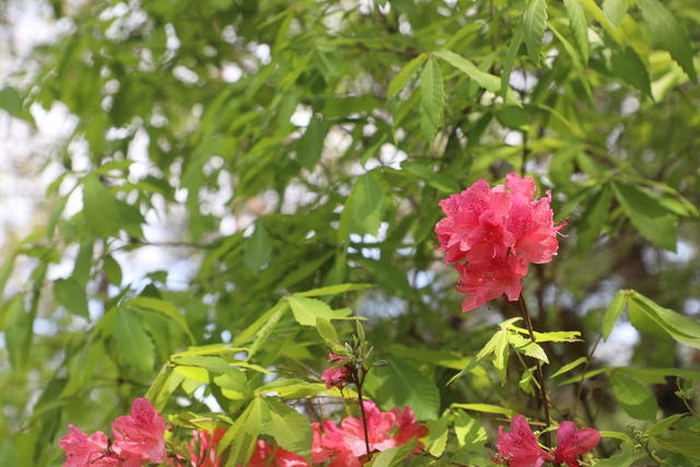 晚上吃湯圓搭配什么菜