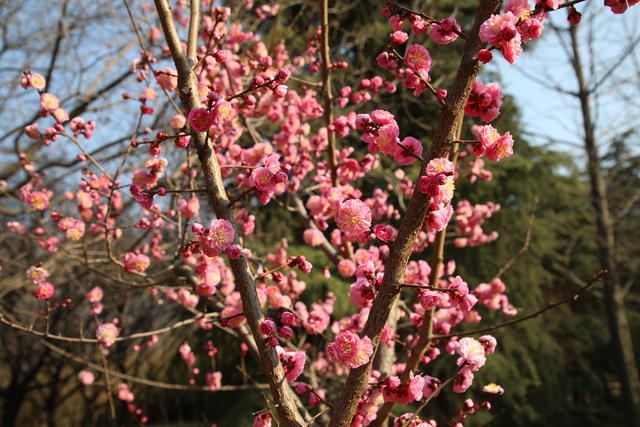 ��ѿ��ôϴȥ�к�����