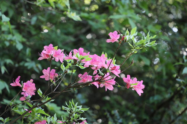 ��ϴ�c����ʲô�����Ƀ�