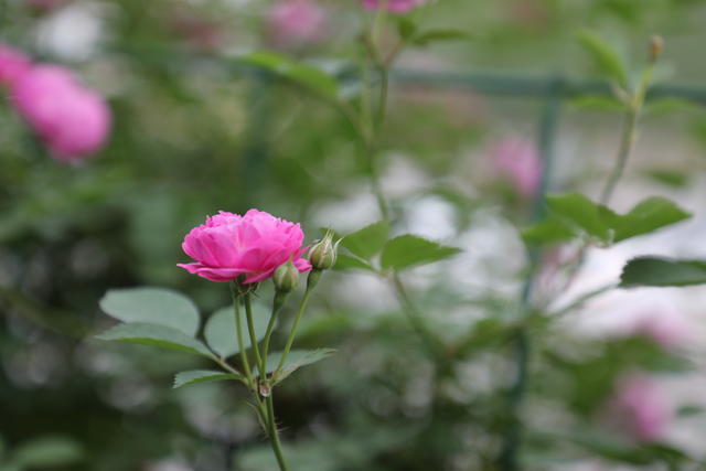 ���籭2022��ΧԤѡ��ֱ��