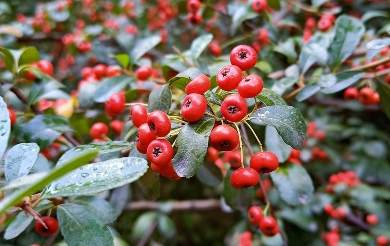 泥鳅为什么躺在水面不动