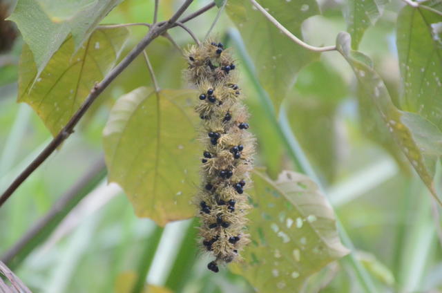 牛肉怎么炒最嫩?