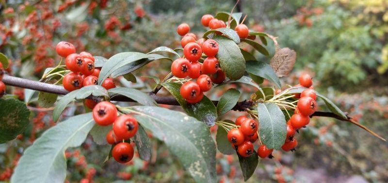 新鲜冬笋如何保存起来