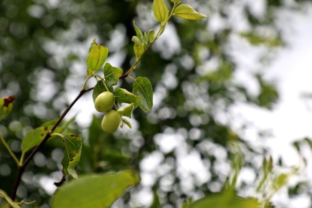 �ѹ�Ӣ��ʲô��ǰ������