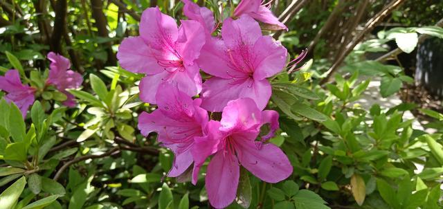 �����˳�θ������ô��