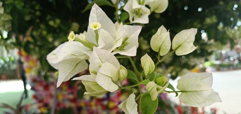 ������ô���źó���������