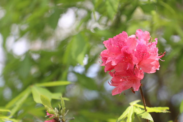 �����Ͱ״�һ����ʲô��Ч