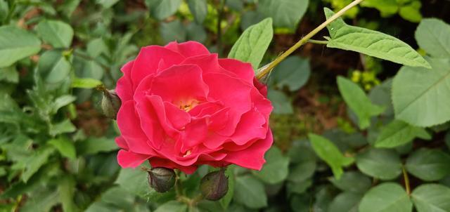 �a��Ѫ���q�����к�̎��