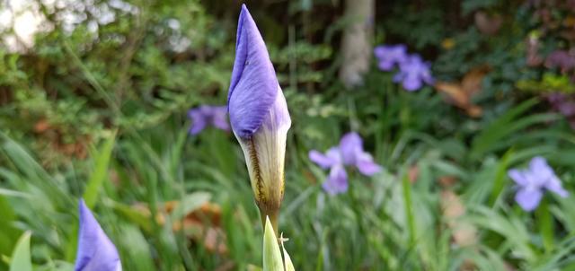 �峦���Ĺ�֭