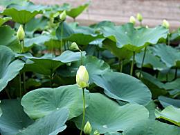 黄豆黑豆混合打豆浆，备孕期间是否适宜？