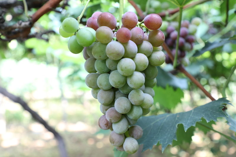 �����S��޲���Źǜ��Ĺ�Ч����