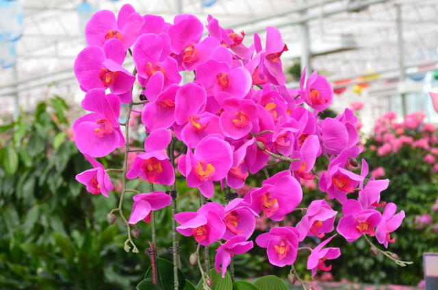 �ڶ���ʲôһ��򶹽��ú���Ӫ��