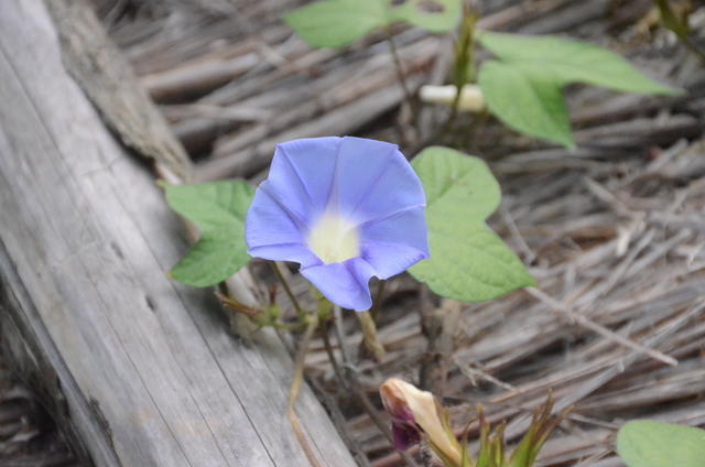 虾皮怎么炒才好吃炒什么菜好吃