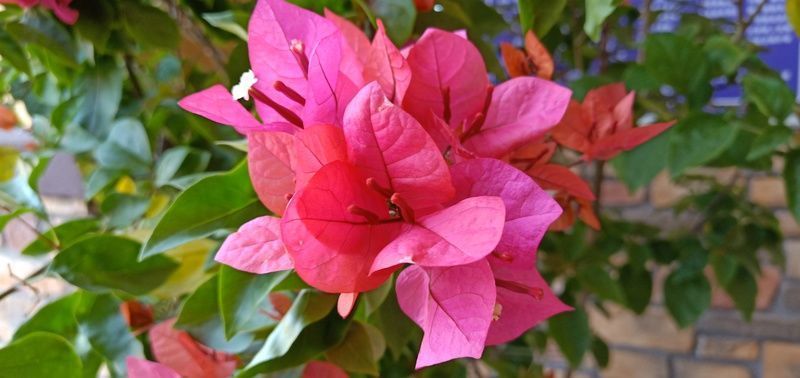 �}����ô�����ִ��ֺó��䷽�tɫ