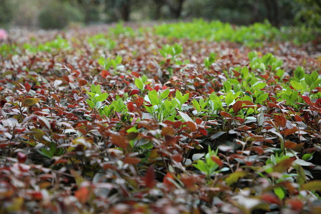 Ƣ����ʳ��