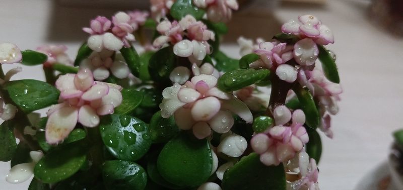 <a href=https://www.shuisutang.com.cn/ target=_blank class=infotextkey>ˮ����</a>