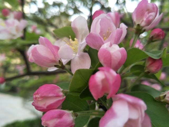 ���Ӻ����������