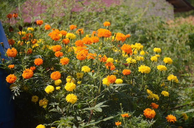 ��ţ����ô���Ʒ���