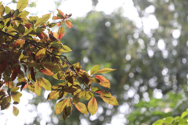 �����ָܻ���