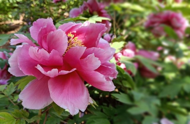 ��θ�����˶�������